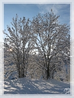 arbres sous la neige http://d68.gresse.free.fr